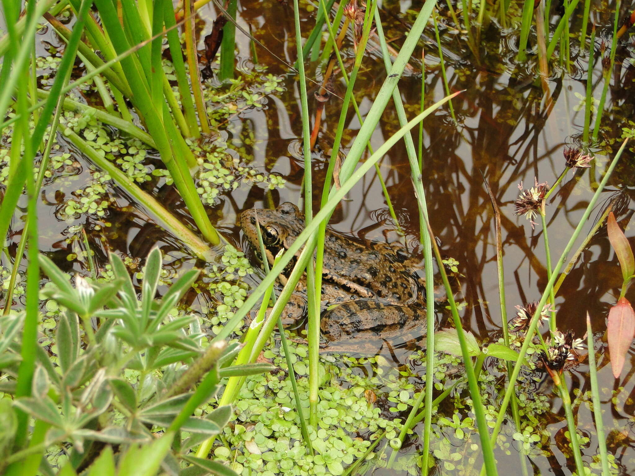 Image of California Red-legged Frog