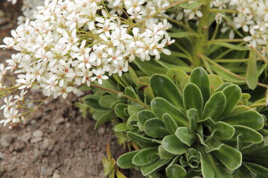 Image of Saxifraga cotyledon L.