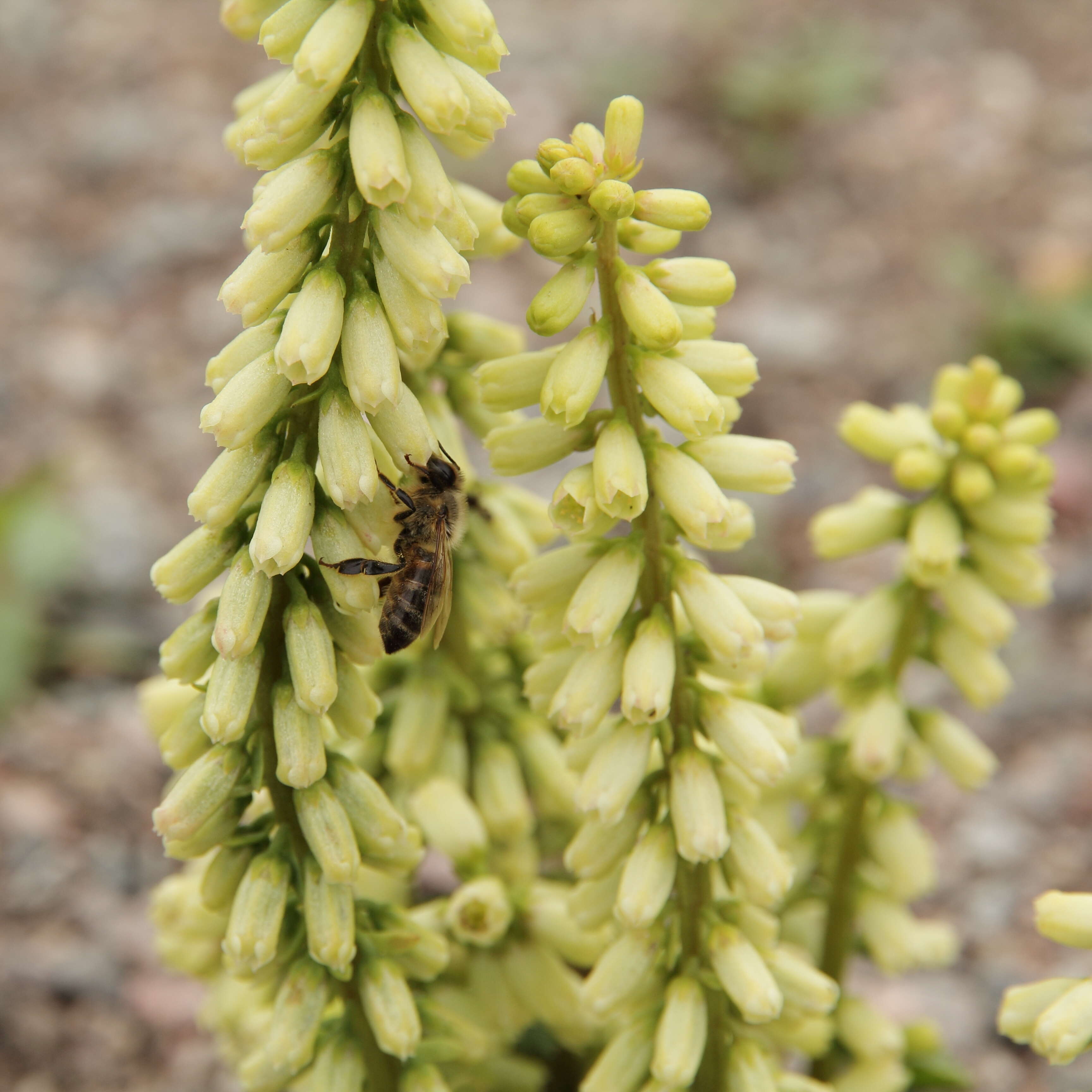 Image of Umbilicus rupestris (Salisb.) Dandy