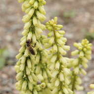 Image of Umbilicus rupestris (Salisb.) Dandy