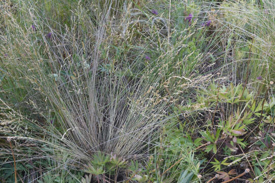 Image of Poa versicolor Besser