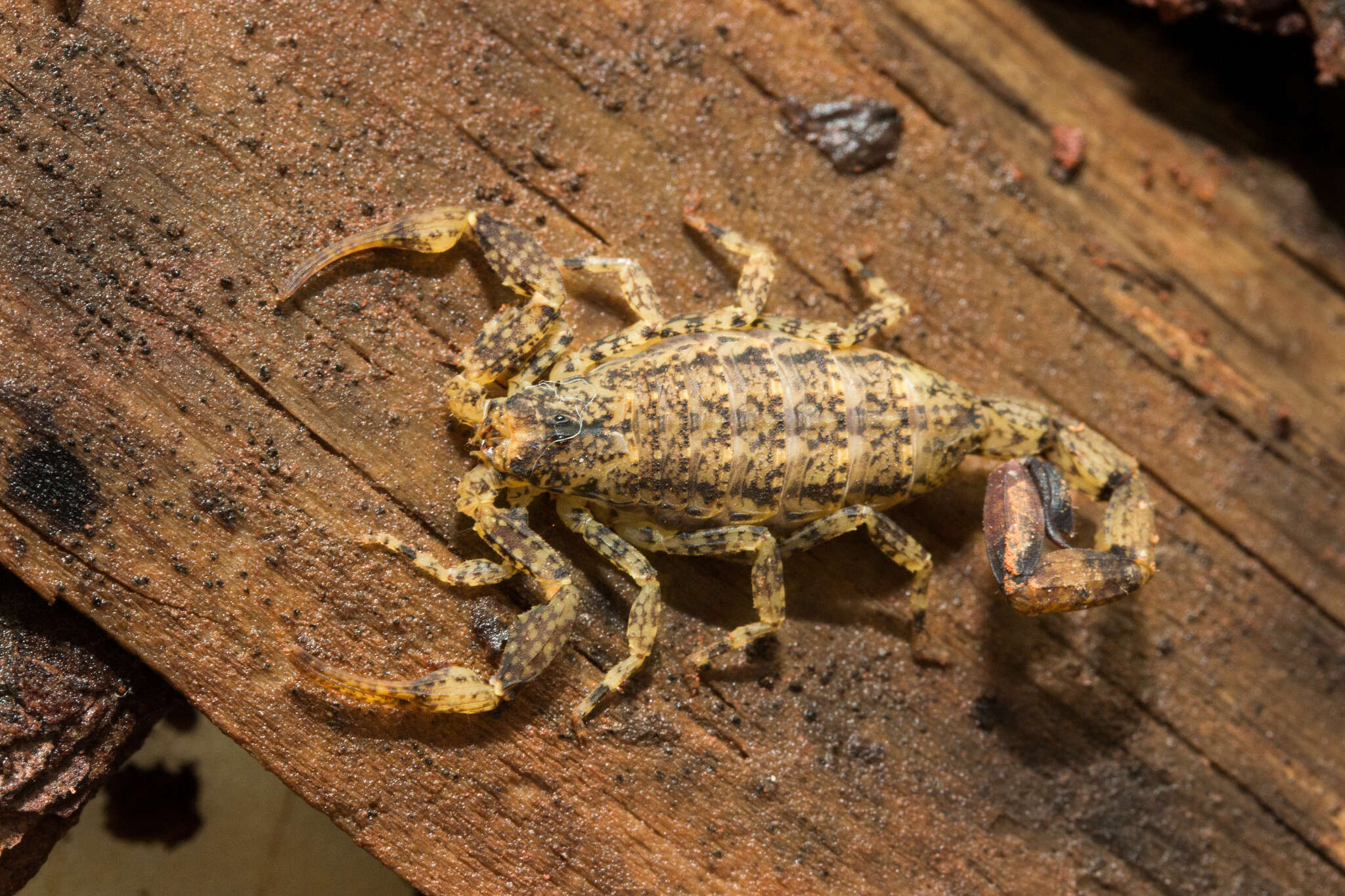 Image of Tityus mattogrossensis Borelli 1901