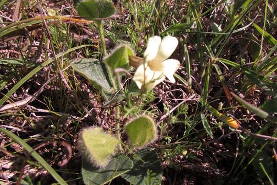 Image of Thunbergia capensis Rets.