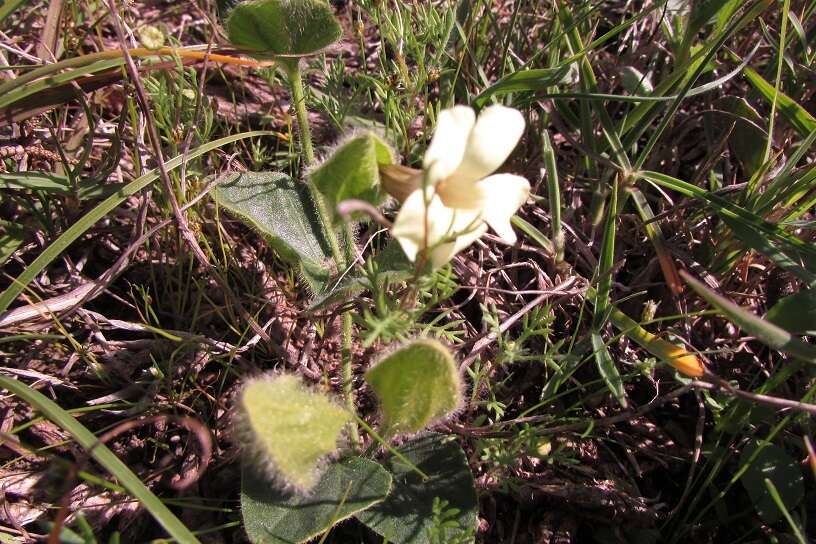 صورة Thunbergia capensis Rets.