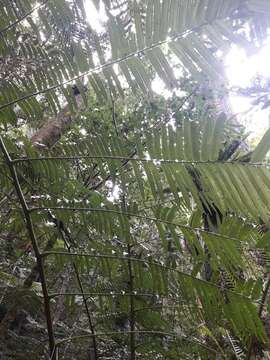 Image of angiopteris fern