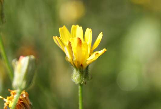 Image of smooth hawksbeard