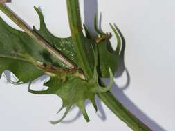 Image of smooth hawksbeard