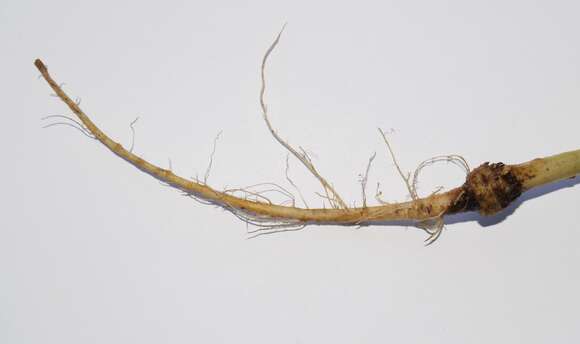 Image of smooth hawksbeard