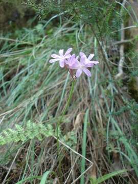 Tulbaghia violacea subsp. violacea resmi