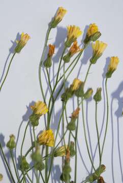 Image of smooth hawksbeard