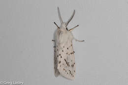 Image of Spilosoma dubia Walker 1855