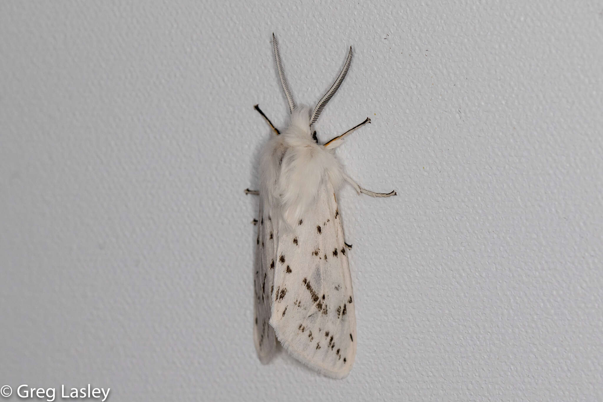 Image of Spilosoma dubia Walker 1855