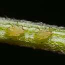 Image of Foxglove aphid