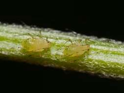 Image of Foxglove aphid