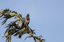 Image of Eastern Plantain-eater