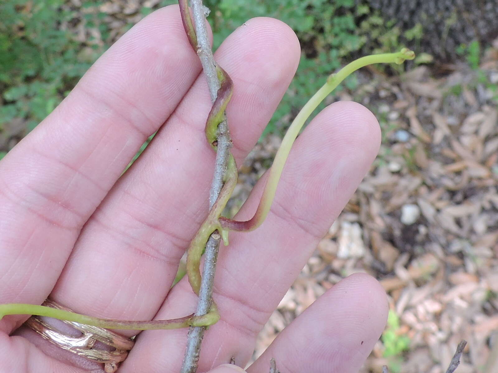 Image of tall dodder