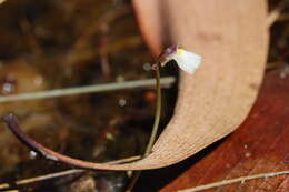 Utricularia linearis H. Wakab. resmi