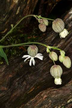 Image of Bladder Campion