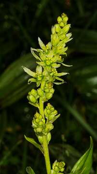 Image of European white hellebore