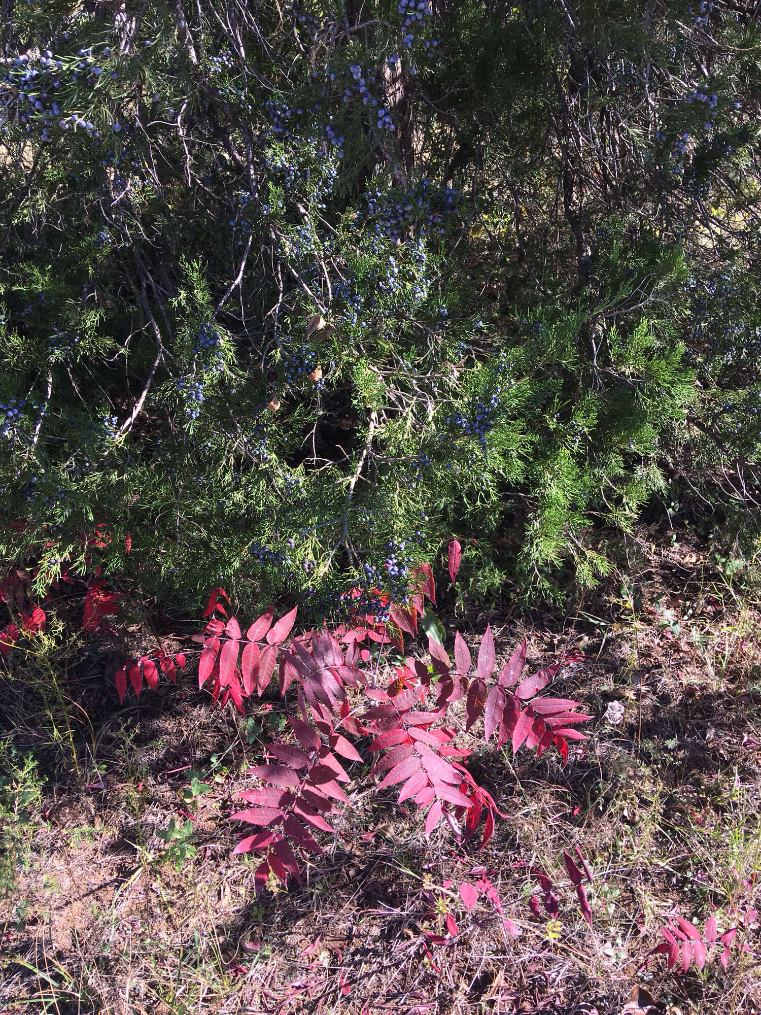 Image of prairie sumac