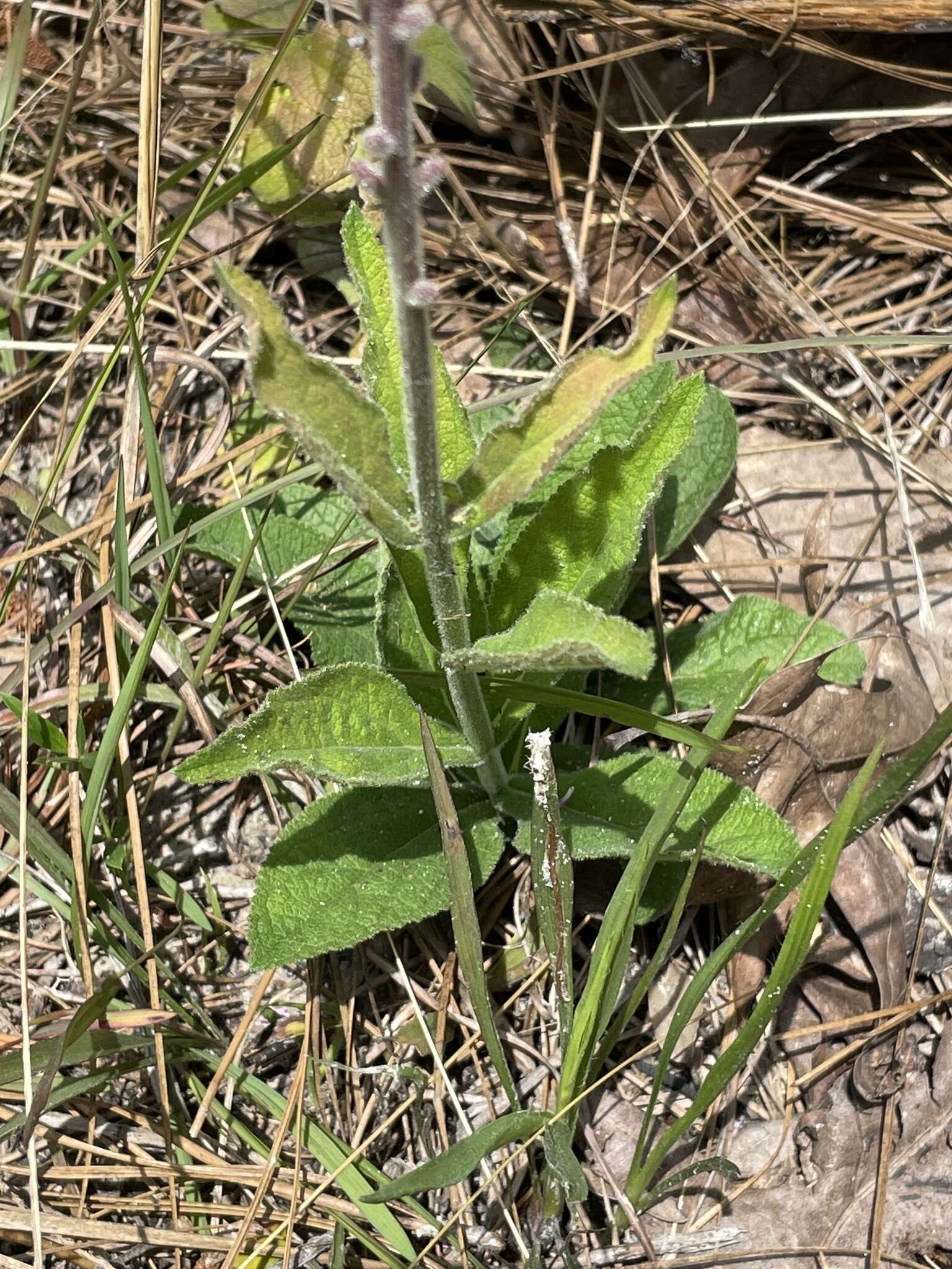 Image of Carolina false vervain