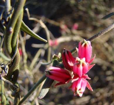 Image of Microloma sagittatum (L.) R. Br.