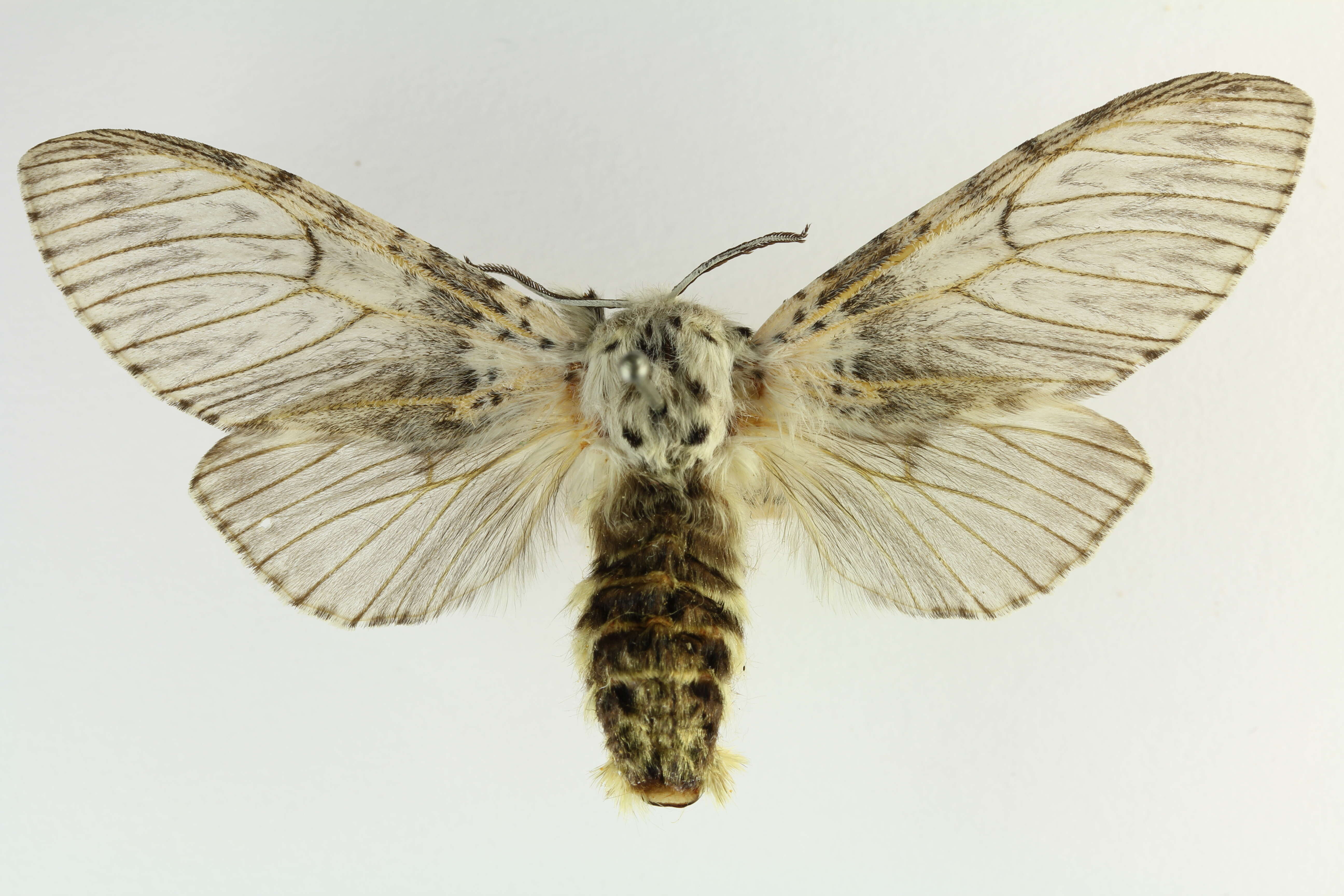 Image of Puss moth