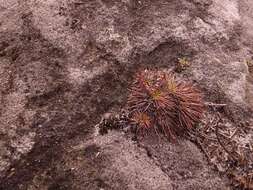 Image of Stylidium lineare Sw. ex Willd.