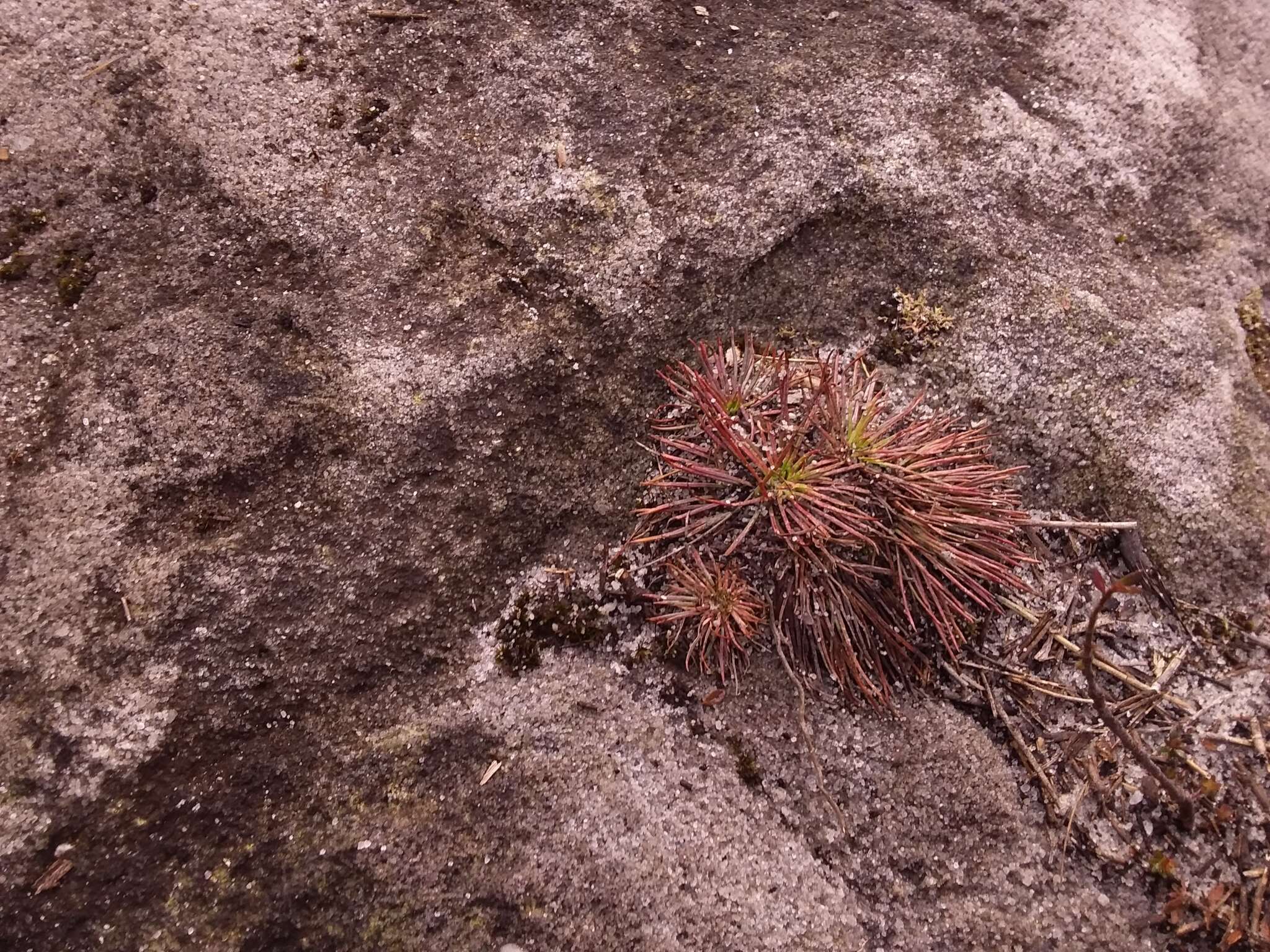 Image of Stylidium lineare Sw. ex Willd.