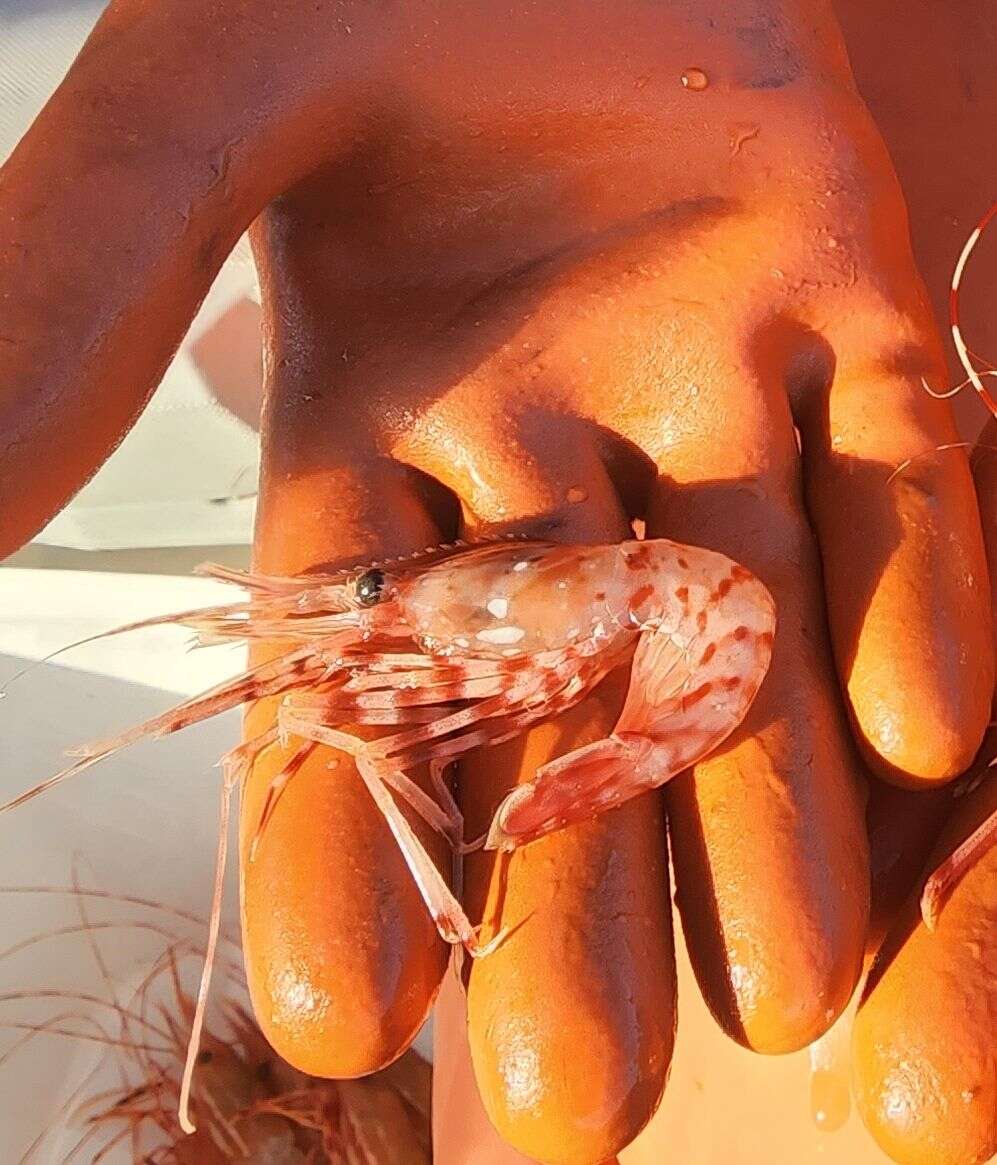 Image of Coonstripe shrimp