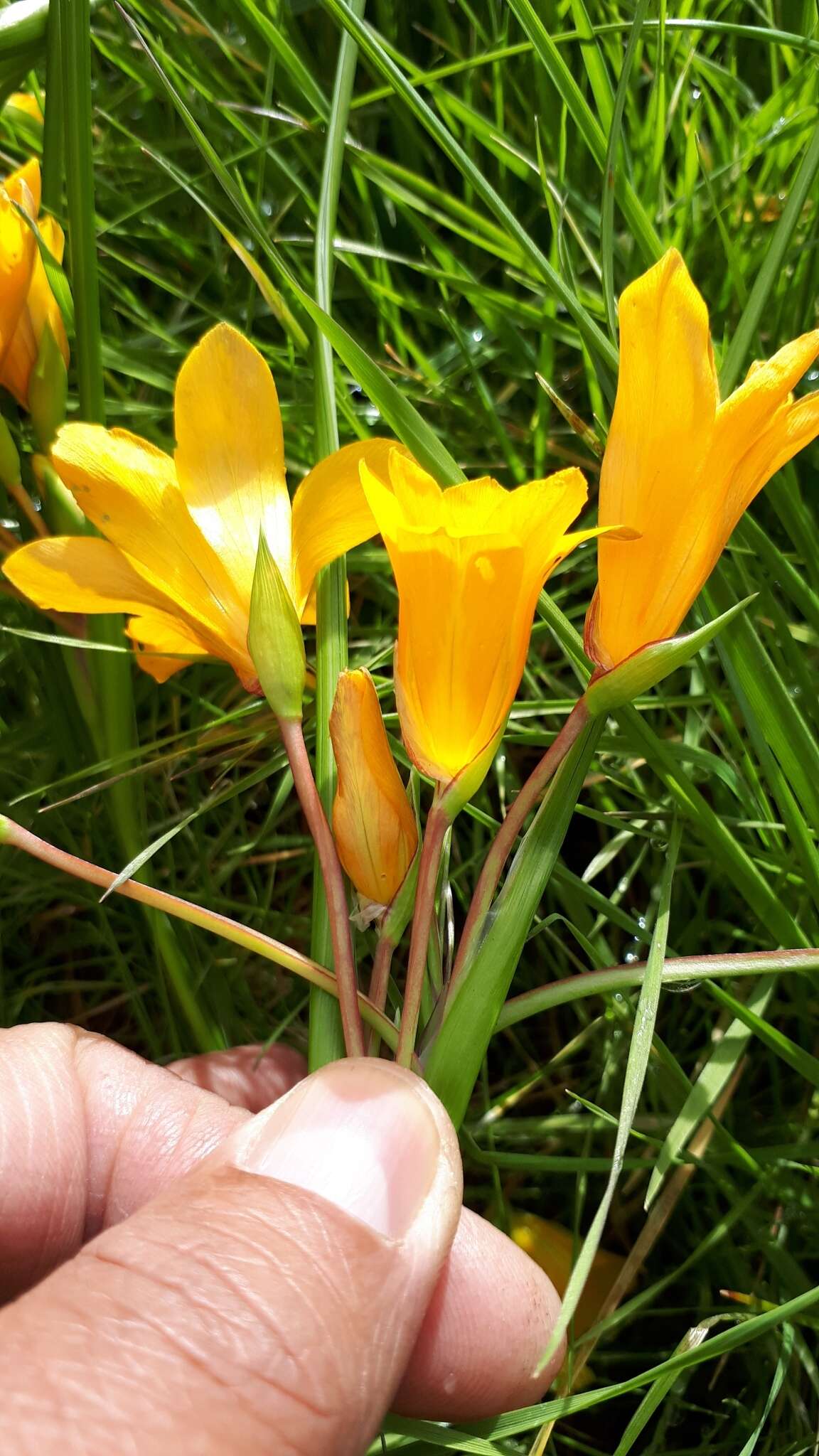 Image of Romulea saldanhensis M. P. de Vos