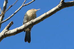 Image of Thrush-like Wren