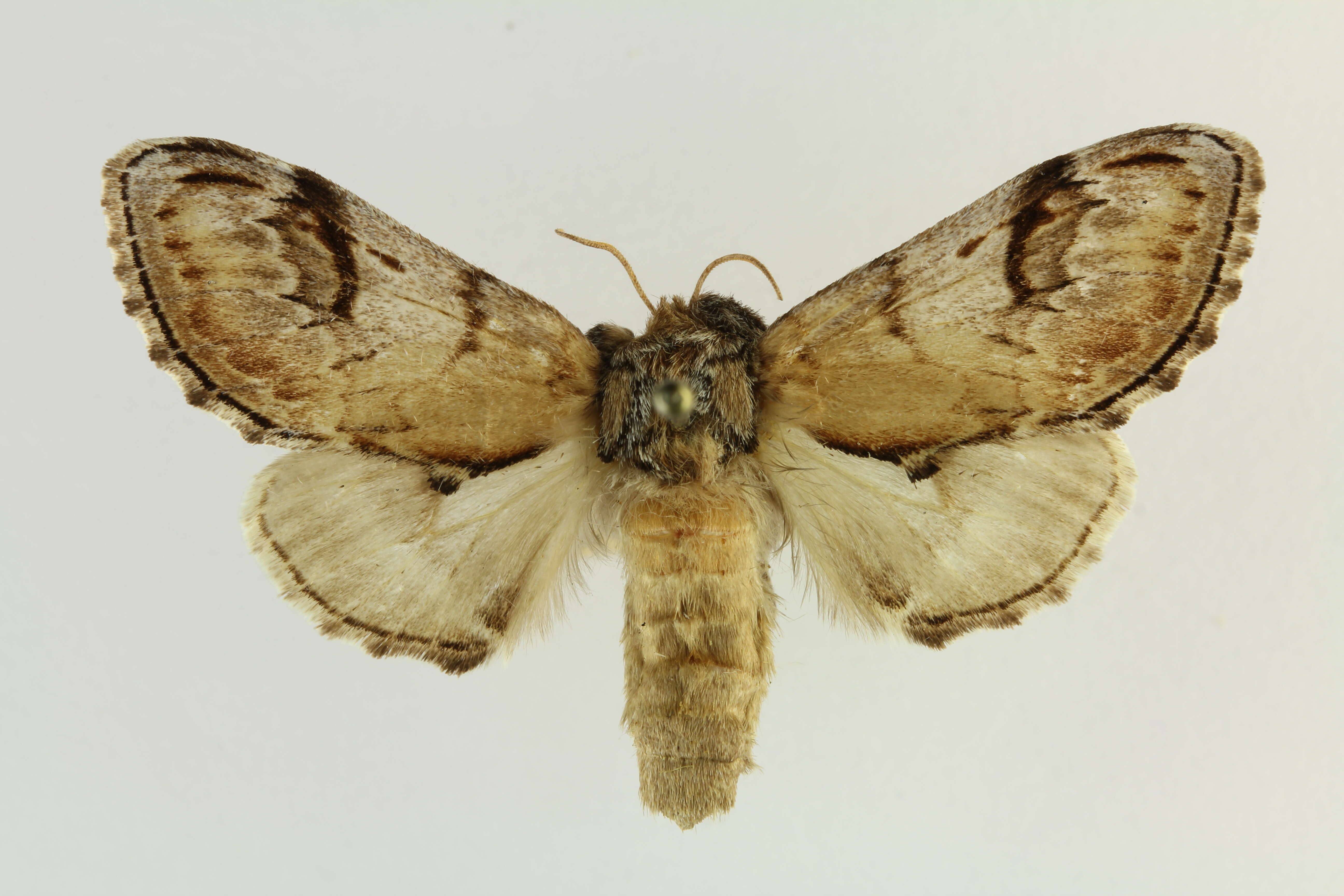 Notodonta tritophus resmi