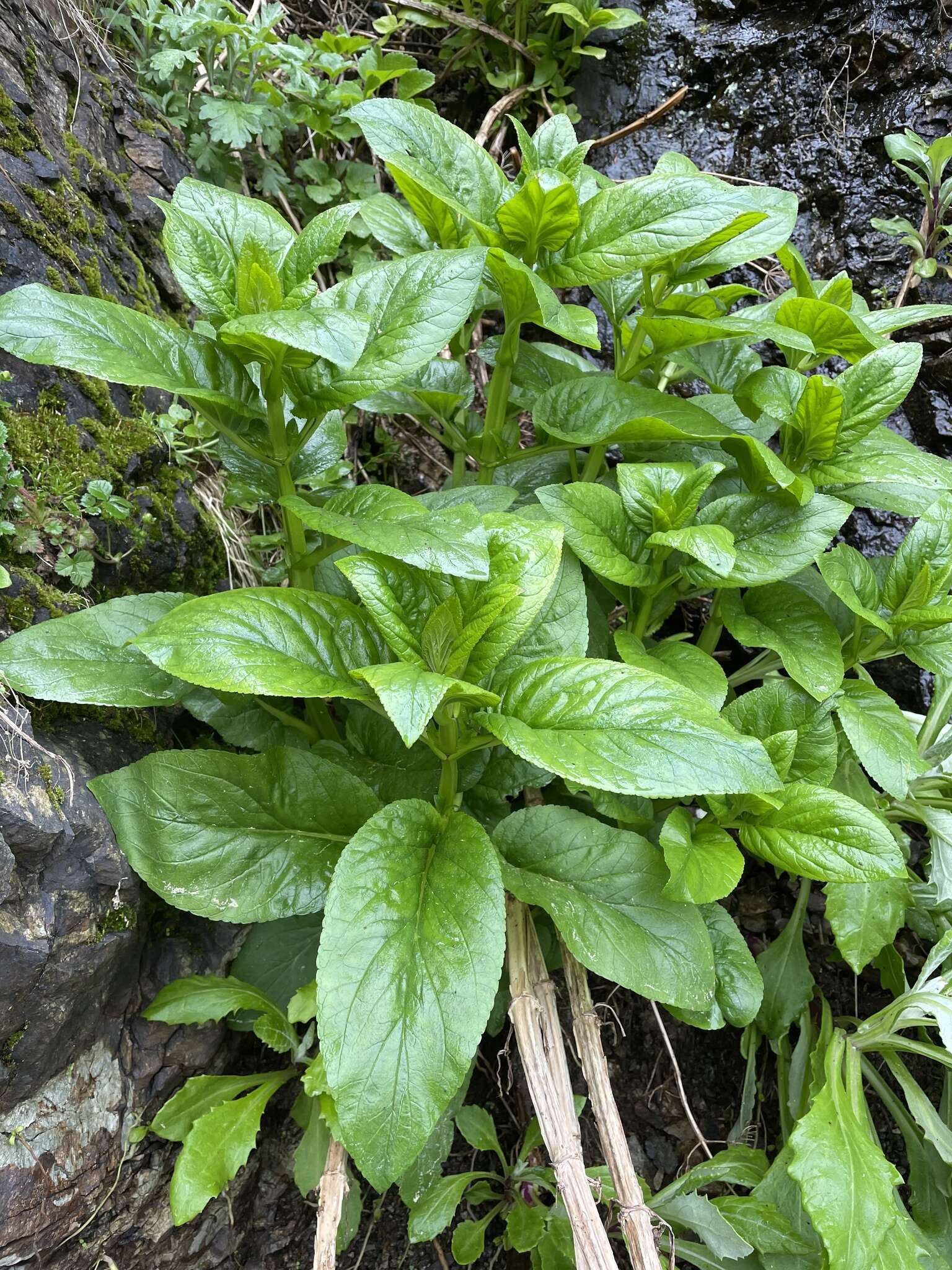 Image de Scrophularia grayana Maxim. ex Kom.