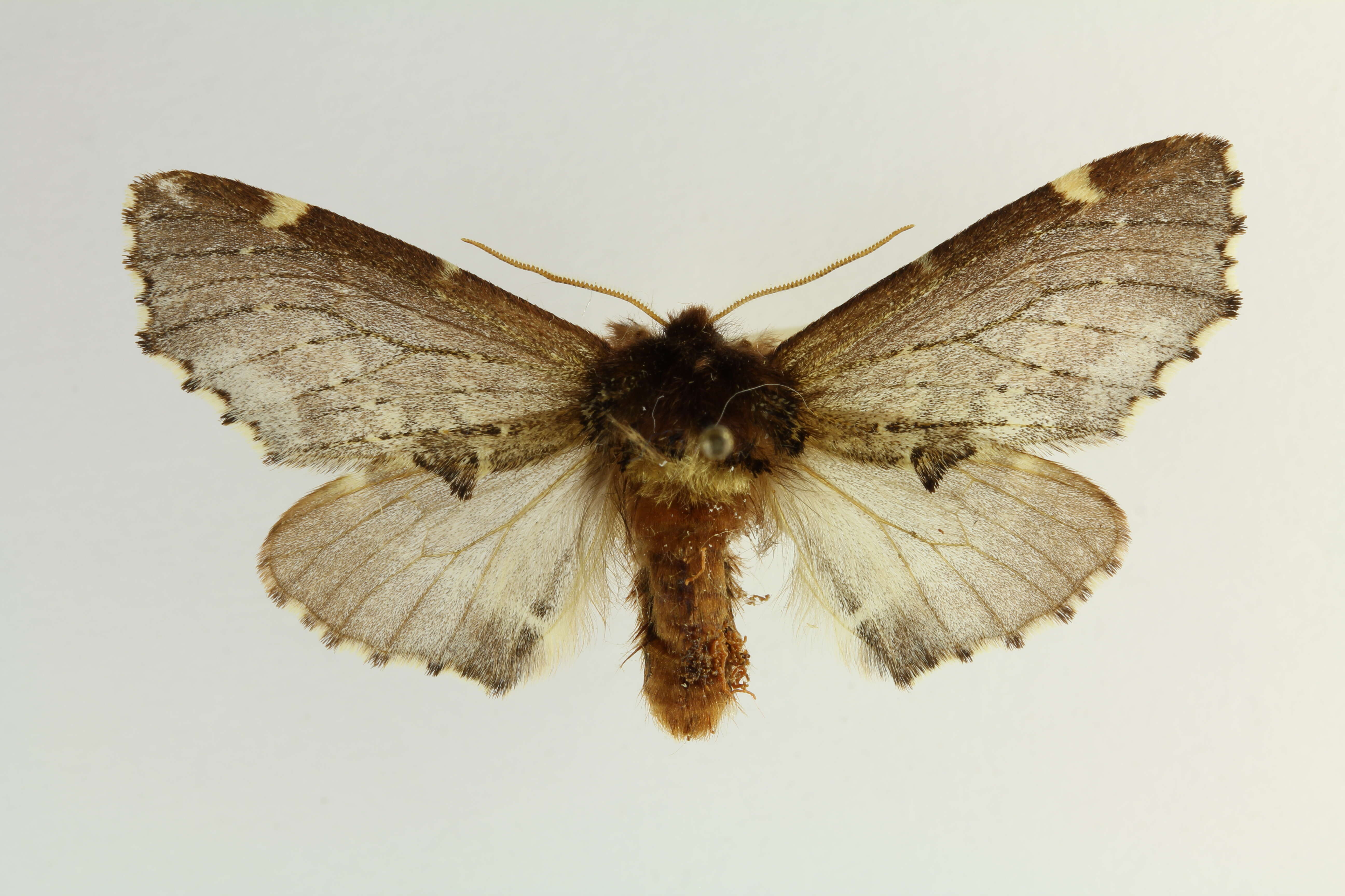 Image of Scarce Prominent