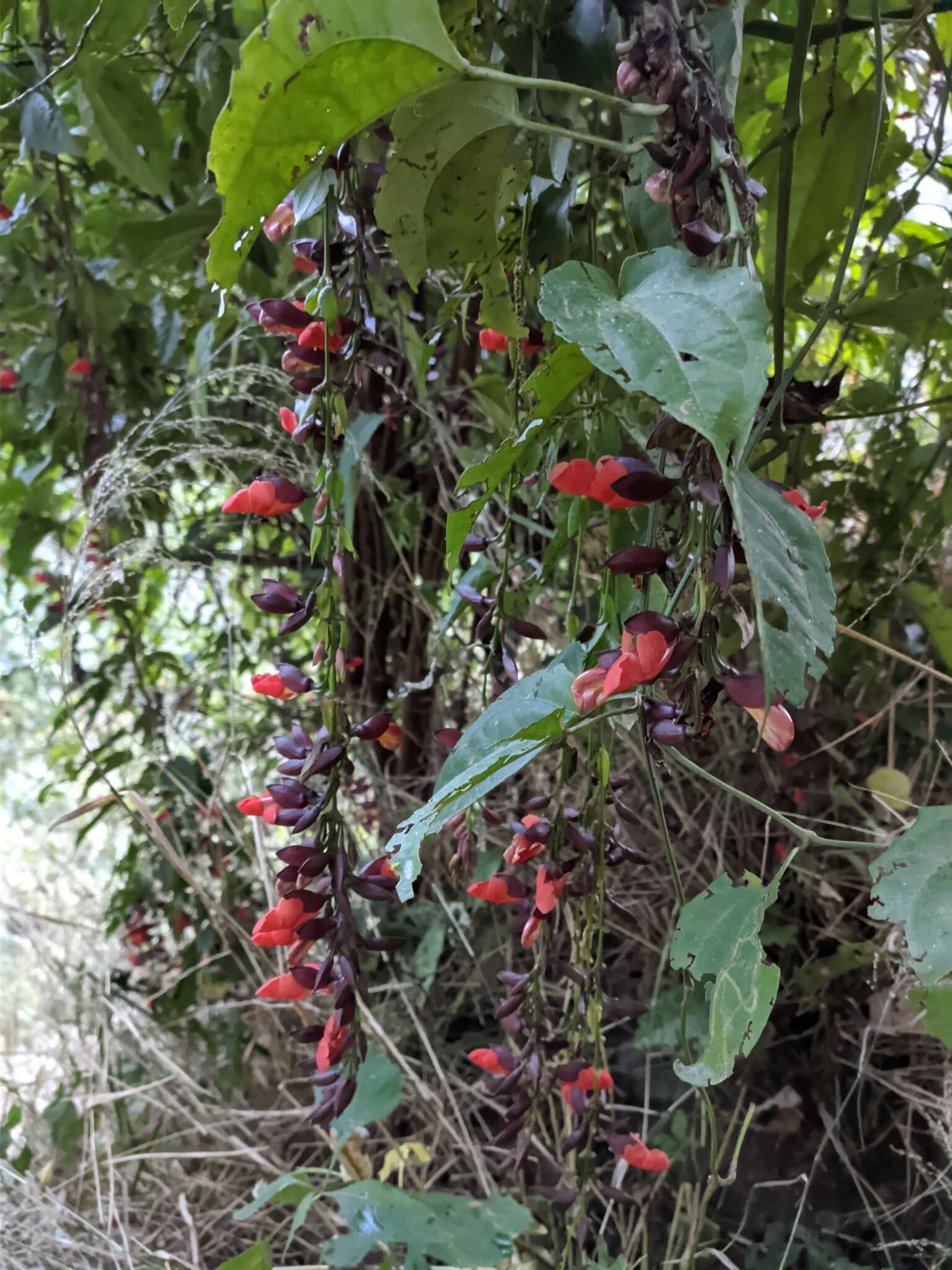 Plancia ëd Thunbergia coccinea Wall.