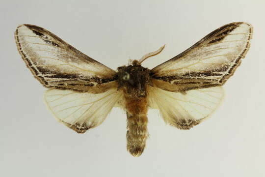 Image of Greater Swallow Prominent