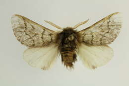 Image of Thaumetopoea pinivora Treitschke 1834