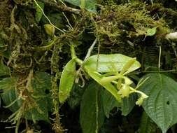 Image of Epidendrum barbeyanum Kraenzl.