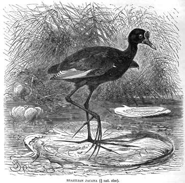 Image of Wattled Jacana