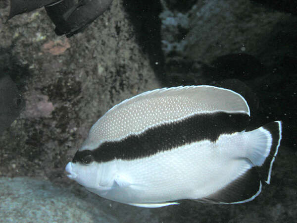 Image of Banded Angelfish