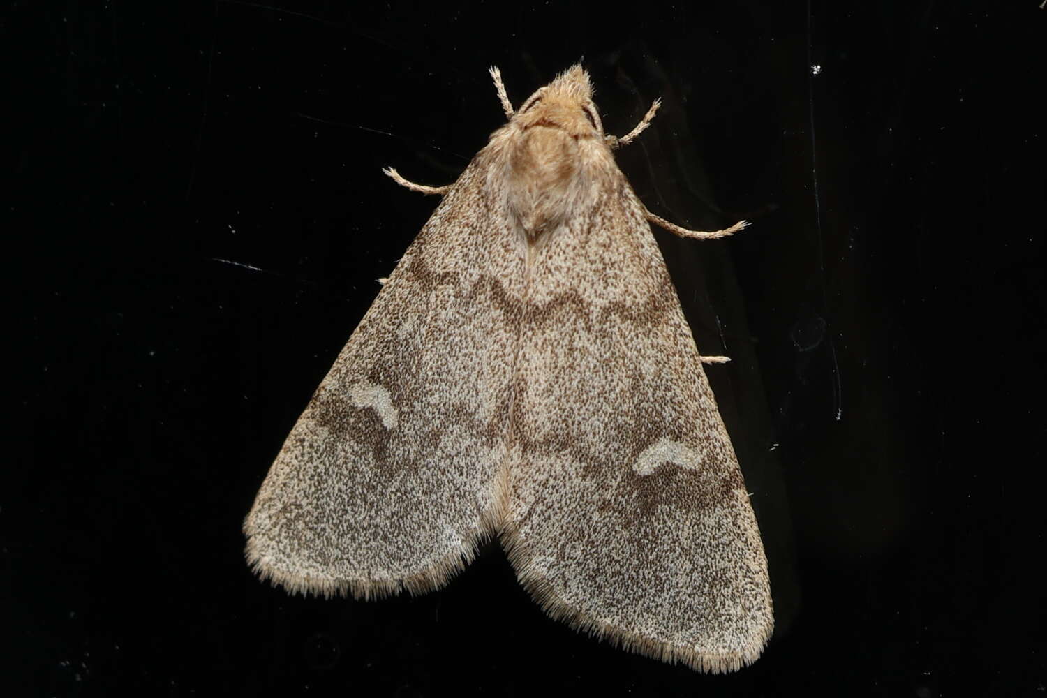 Image of Narthecophora