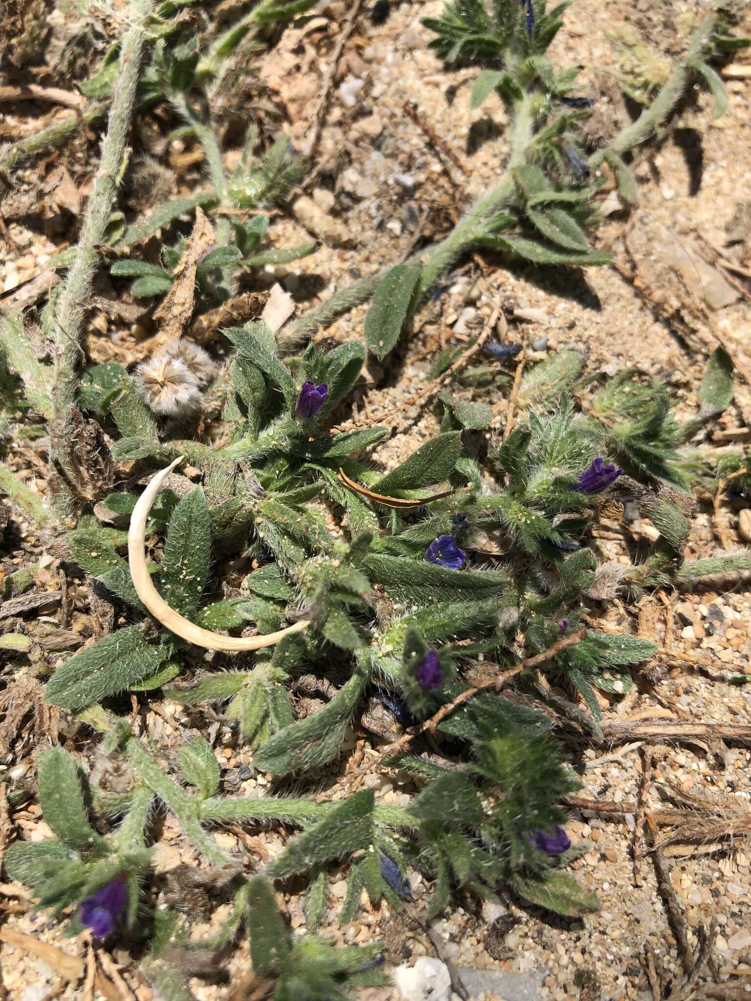 Echium arenarium Guss.的圖片