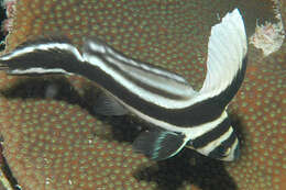 صورة Equetus punctatus (Bloch & Schneider 1801)