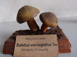 Imagem de Suillus variegatus (Sw.) Richon & Roze 1888