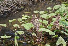 Image of pestilence wort