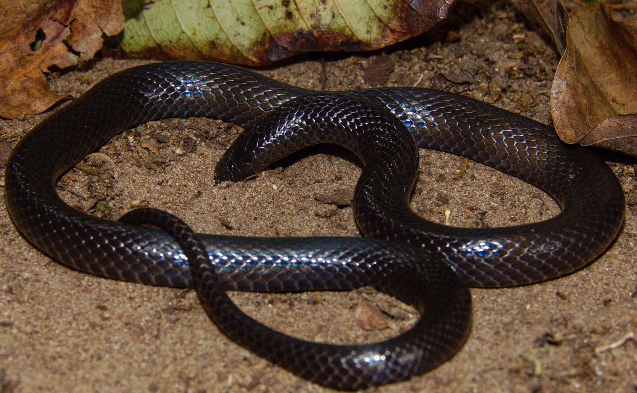 Plancia ëd Amblyodipsas concolor (A. Smith 1849)