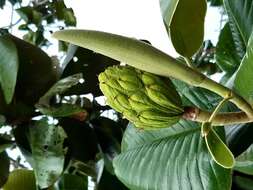 Image of Magnolia yarumalensis (Lozano) Govaerts