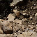 Image of Drakensberg Rockjumper