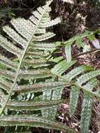 Image of Kunth's hacksaw fern